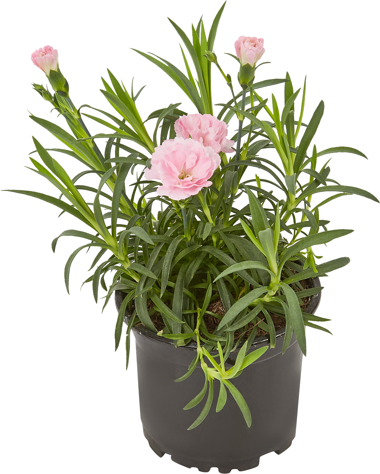 Гвоздика Santreyd - ароматный саженец для вашего сада 83248374