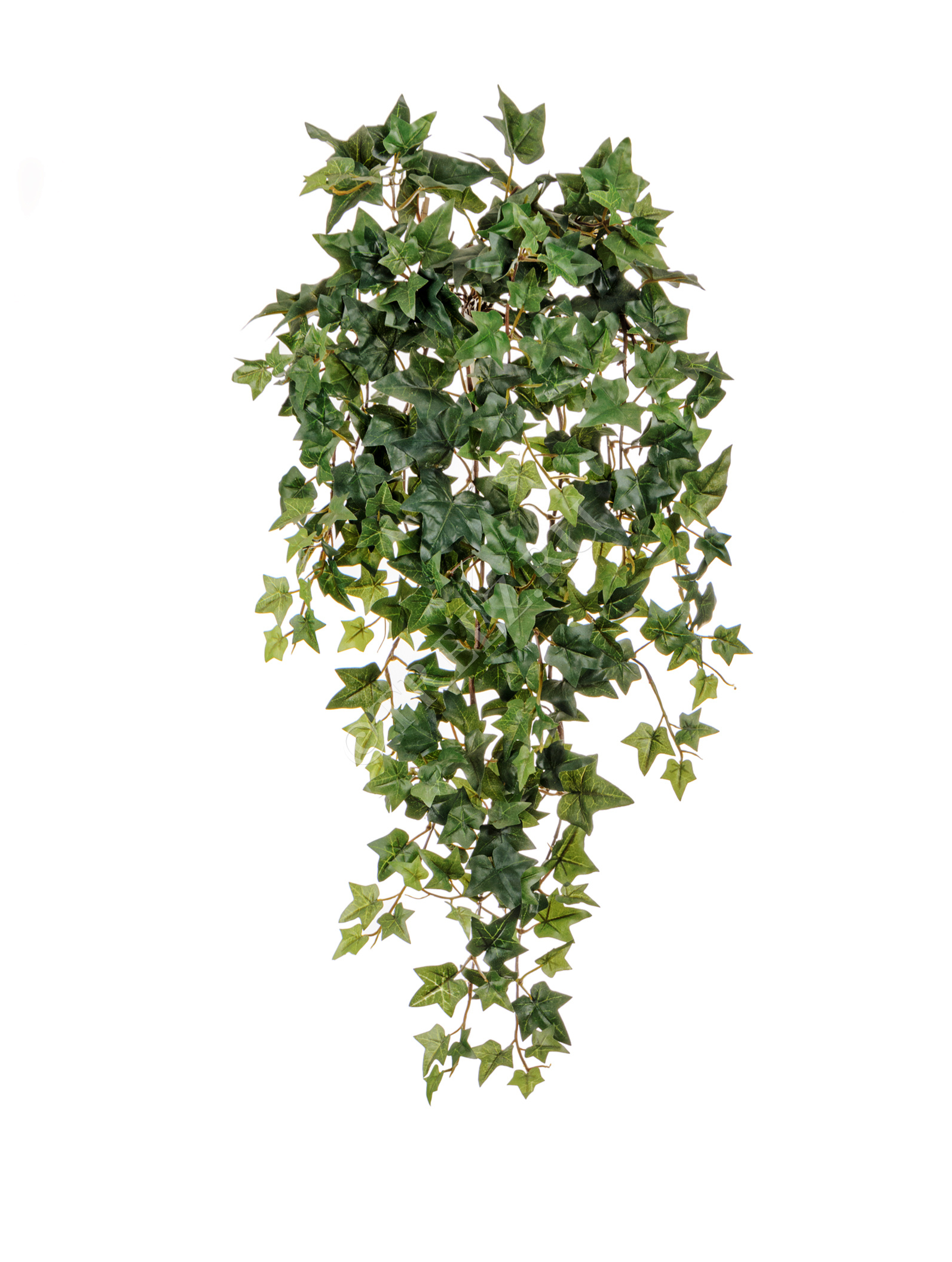 20.1136N Английский плющ Новый Цветочная коллекция  - Вид №1