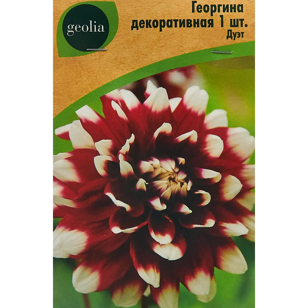 Георгина Geolia декоративная Дуэт STLM-2022976