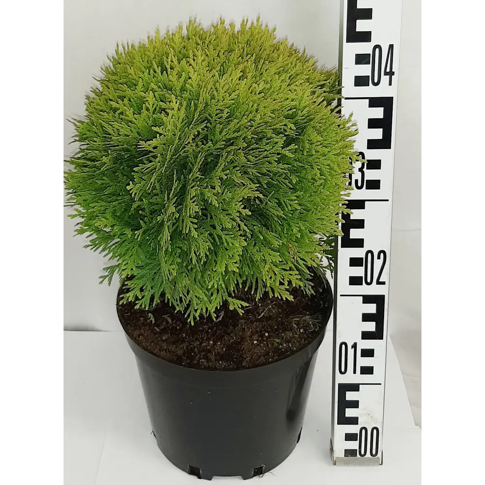 Туя западная «Мириам» 22x30 см 82550334 STLM-2129120 ГАВРИШ 