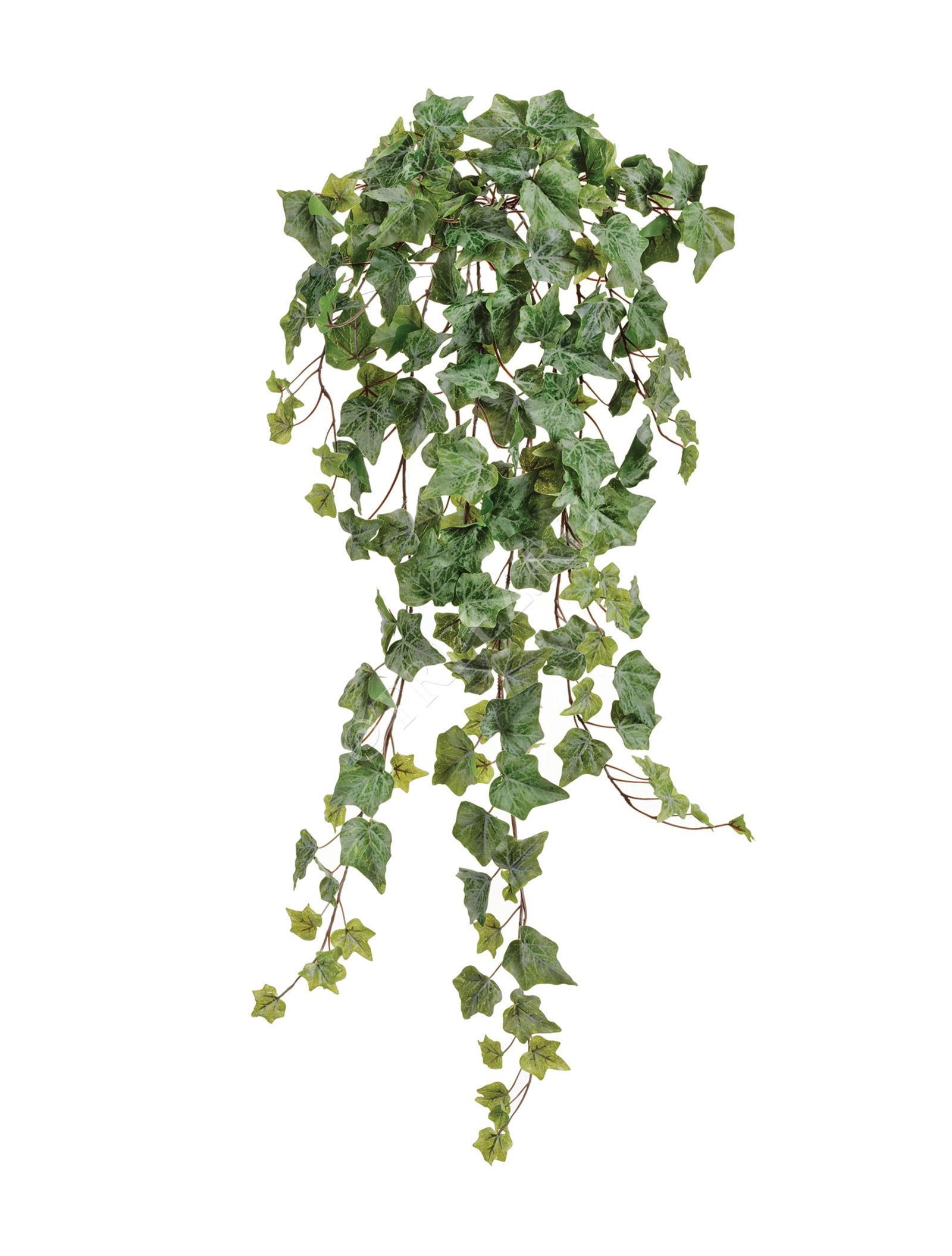 20.05170261GG-S Английский плющ Олд Тэмпл припылённо-зелёный Цветочная коллекция  - Вид №1