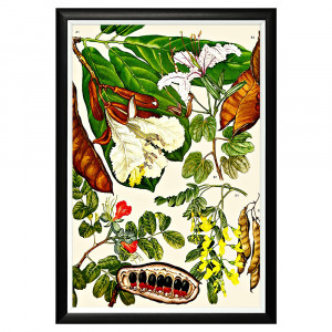 896519637_1818 Арт-постер «Цветочная энциклопедия, глава 11» Object Desire