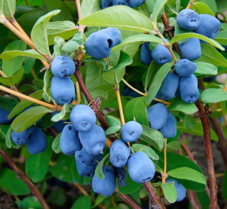 Саженец жимолости Бажовская - плодовый кустарник для сада 85607975 Santreyd STLM-0064579