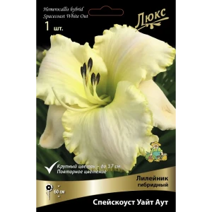 Лилейник гибридный Спейскоуст Уайт Аут I 89381258 STLM-2101245