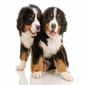 WP01532 Фотообои Verol Фотообои decoline 1х1 м