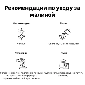 89353017 Малина микс туба h36 см STLM-0963912