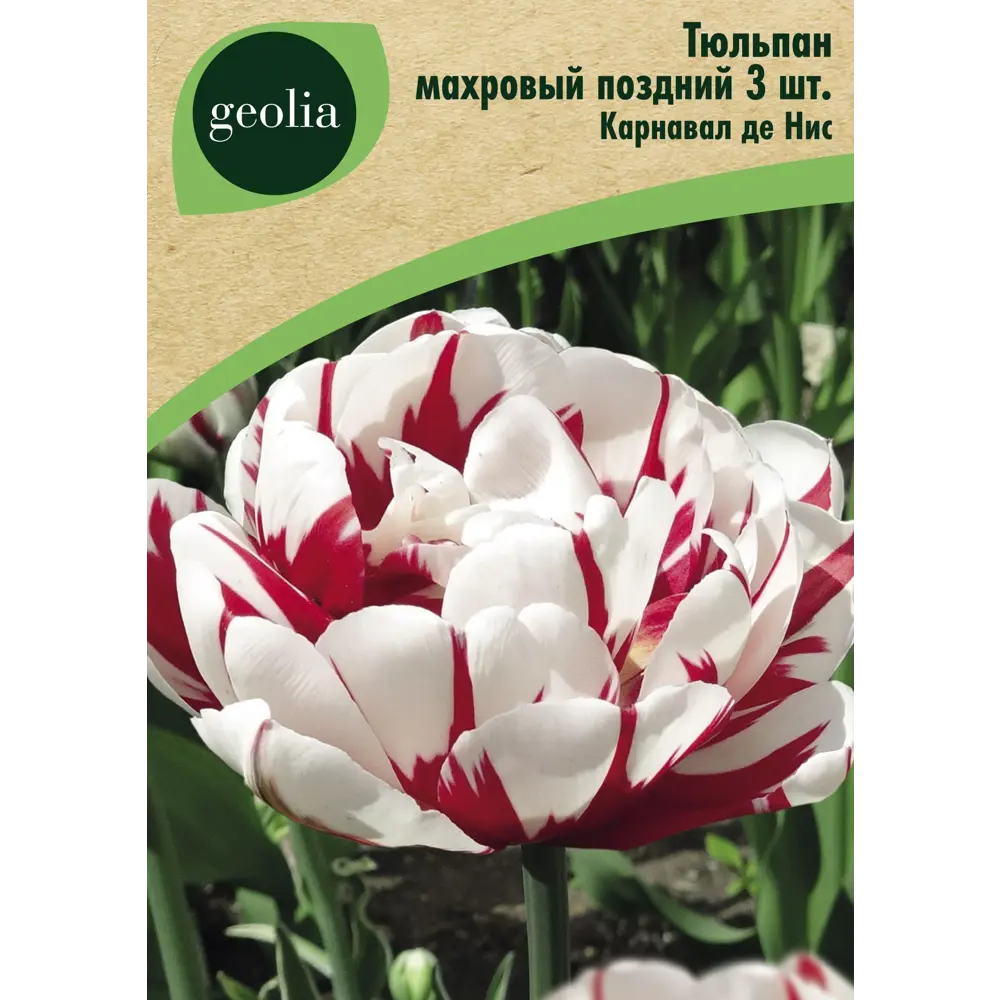 Тюльпан махровый поздний Карнавал де Нис 3 шт. 88663267 STLM-2135040 GEOLIA 