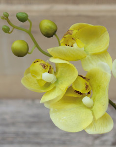 2608 788 a3 Искусственная орхидея Phalaenopsis, горшечная, 30 см, бежево-зеленая H-andreas