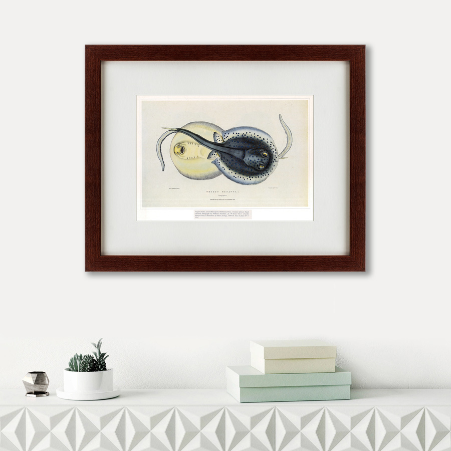 Литография на тонированной бумаге 42х52 см Spotted ray, 1829 КАРТИНЫ В КВАРТИРУ  135523 Белый;коричневый;разноцветный  - Вид №1