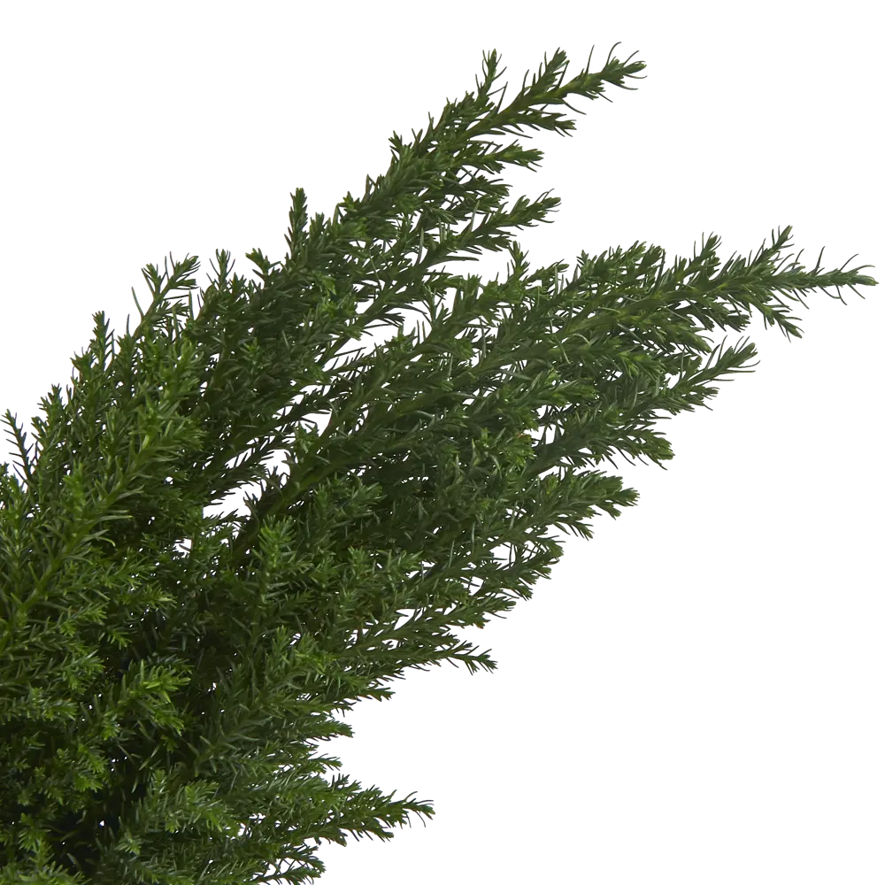Кипарисовик Элвуди 9x35 см 82466886 STLM-2136955 Santreyd  - Вид №1