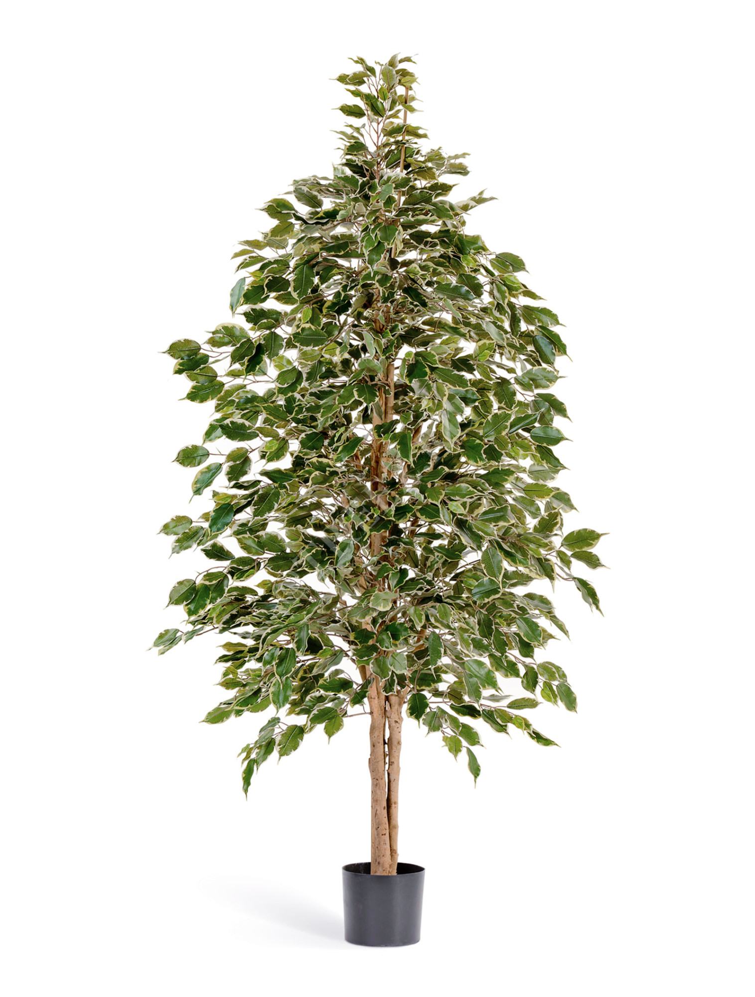 10.32305NG Фикус Бенджамина пёстрый натуральный Цветочная коллекция 