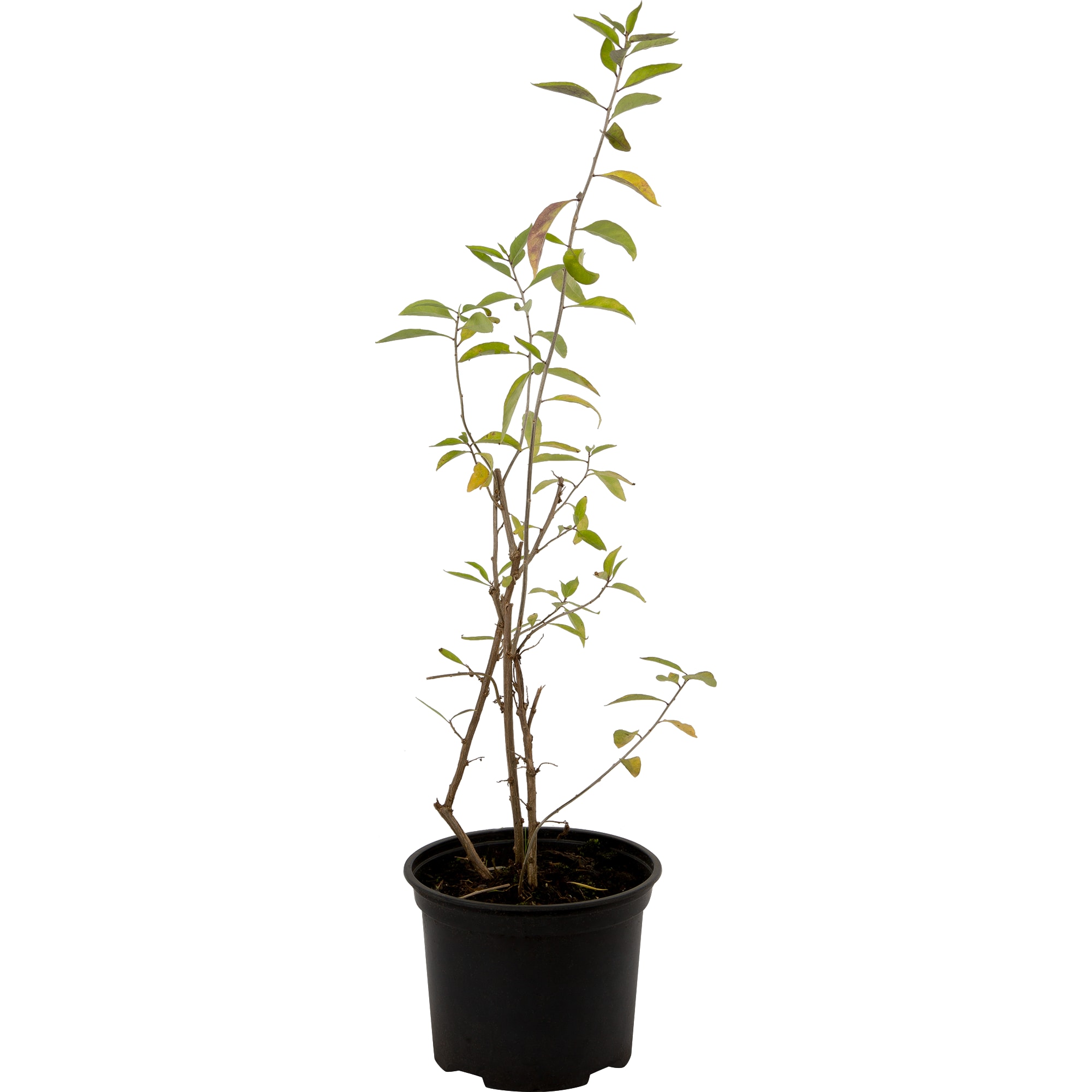 82219573 Годжи «Нью Биг» 2 л Santreyd 