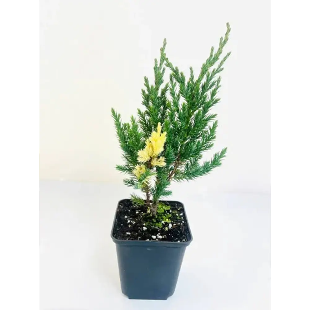 Можжевельник китайский Стрикта Вариегата 89416546 STLM-2114379 Santreyd 