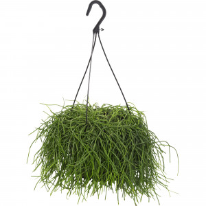 82850376 Рипсалис подвесной 17х25 см