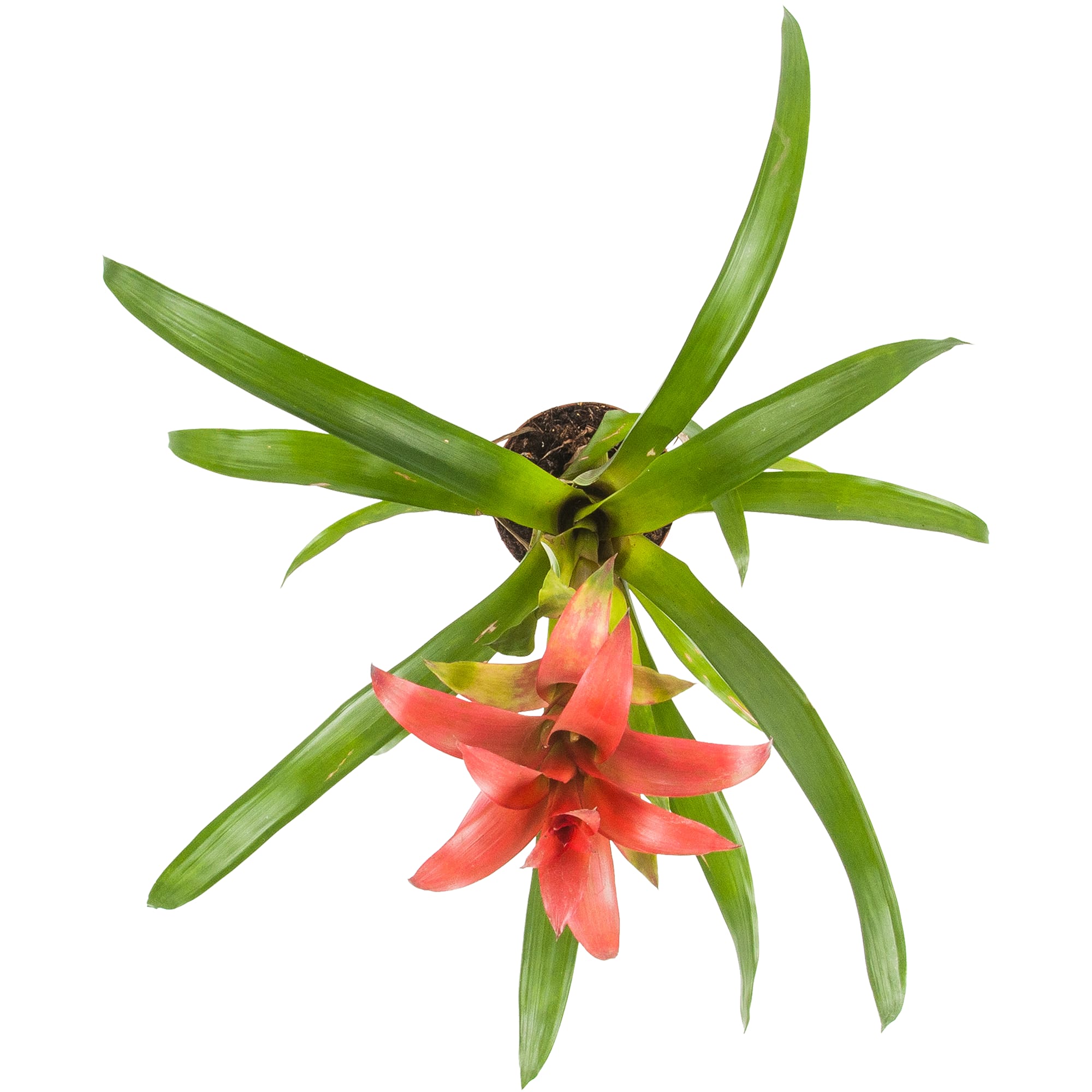 82548582 Гузмания Тутти Фрутти 13х40 см Santreyd  - Вид №1