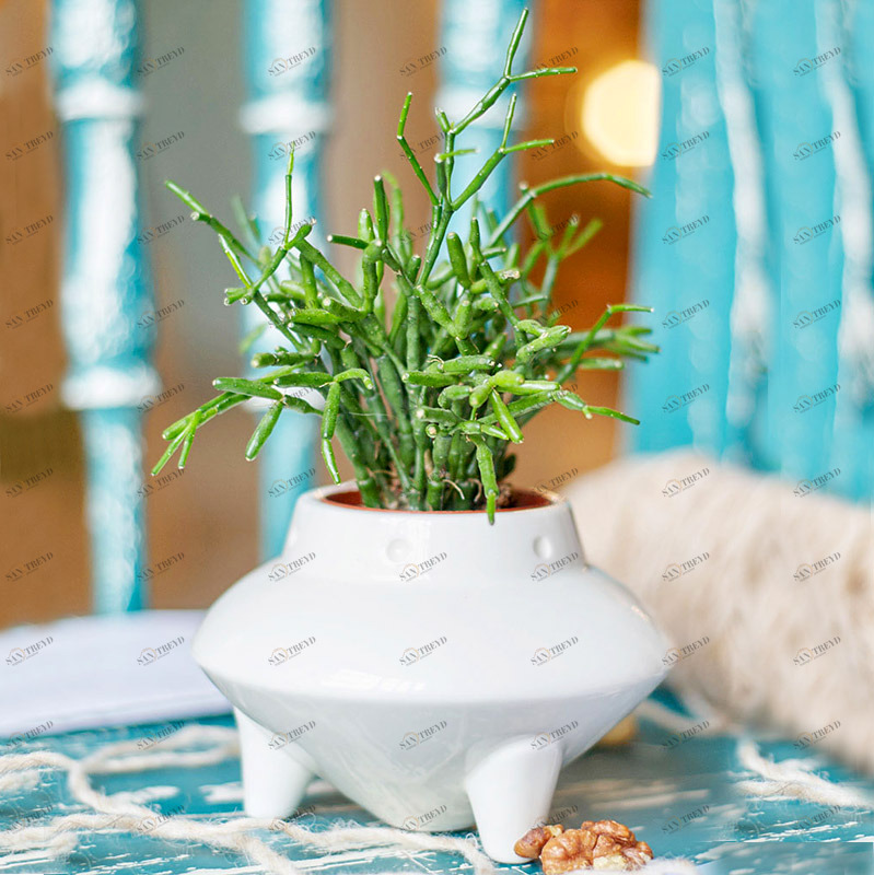 Набор для выращивания eco "НЛО" ЭКОЧЕЛОВЕКИ  254578 Белый 