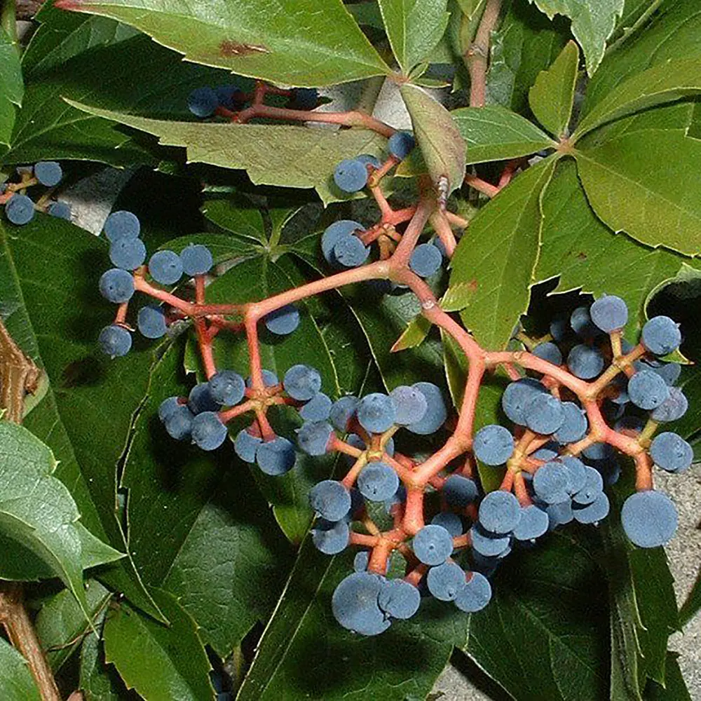 Santreyd Декоративный виноград для живых изгородей и арок 17895656 STLM-0008932 - Вид №1