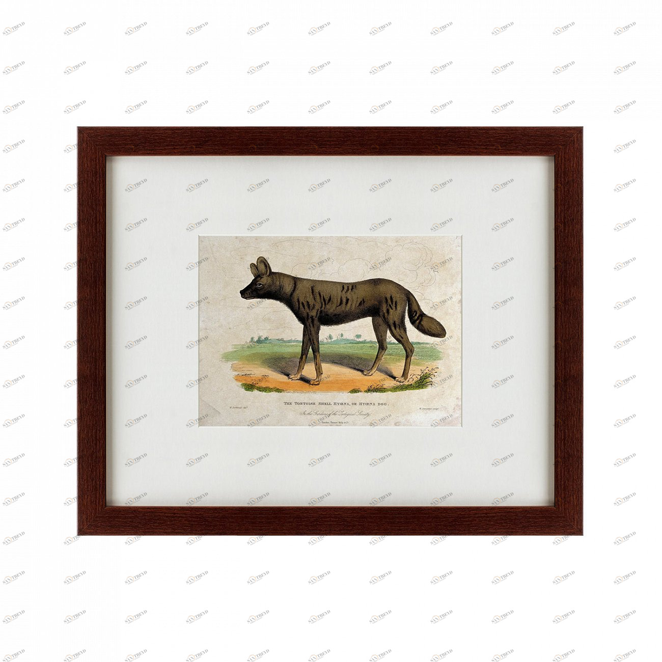 Картина: A tortoise-shell hyena, or hye, 1830 КАРТИНЫ В КВАРТИРУ  135641 Разноцветный 