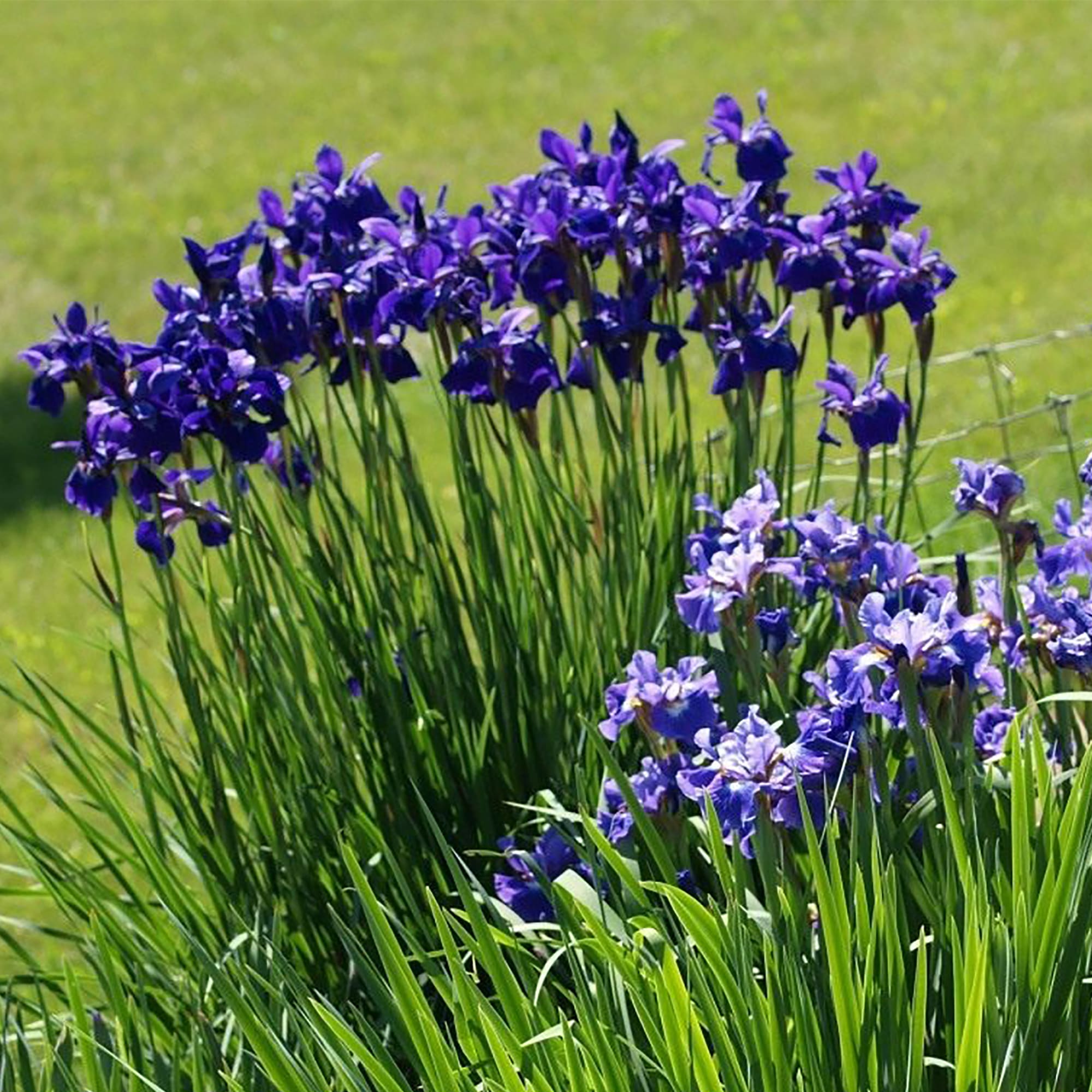 18321136 Ирис сибирский С2 Santreyd  - Вид №1