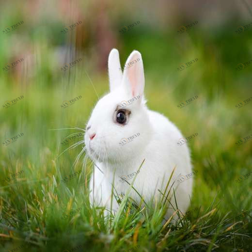 WP01032 Фотообои Verol Фотообои decoline 1х1 м