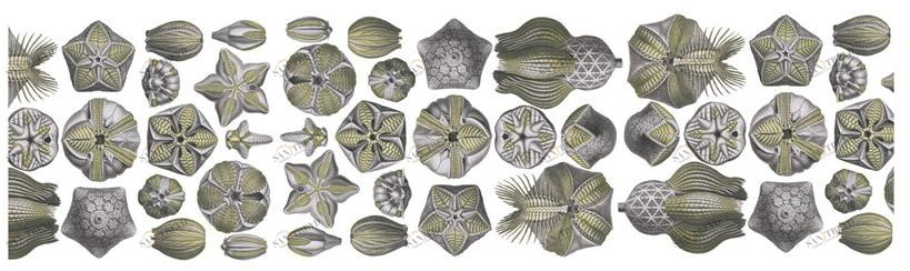 The NapKing Бегун в лино Blastoidea sun-id-1411673