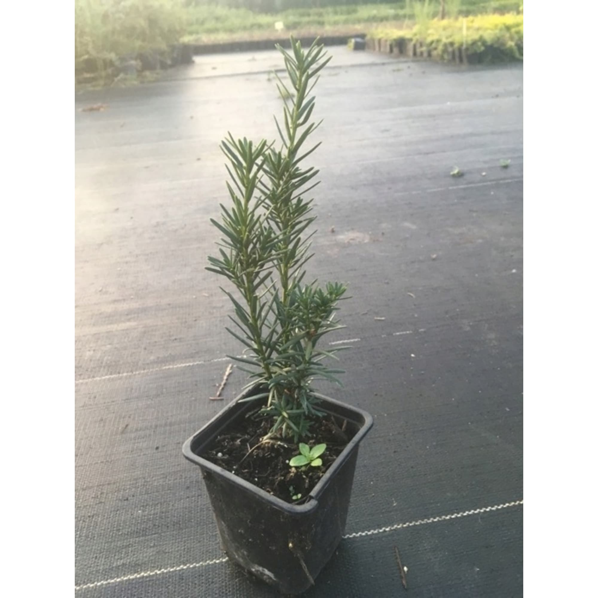 82601670 Тис средний «Хикси» 9x20 см Santreyd  - Вид №2