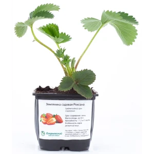 Земляника садовая h17 см