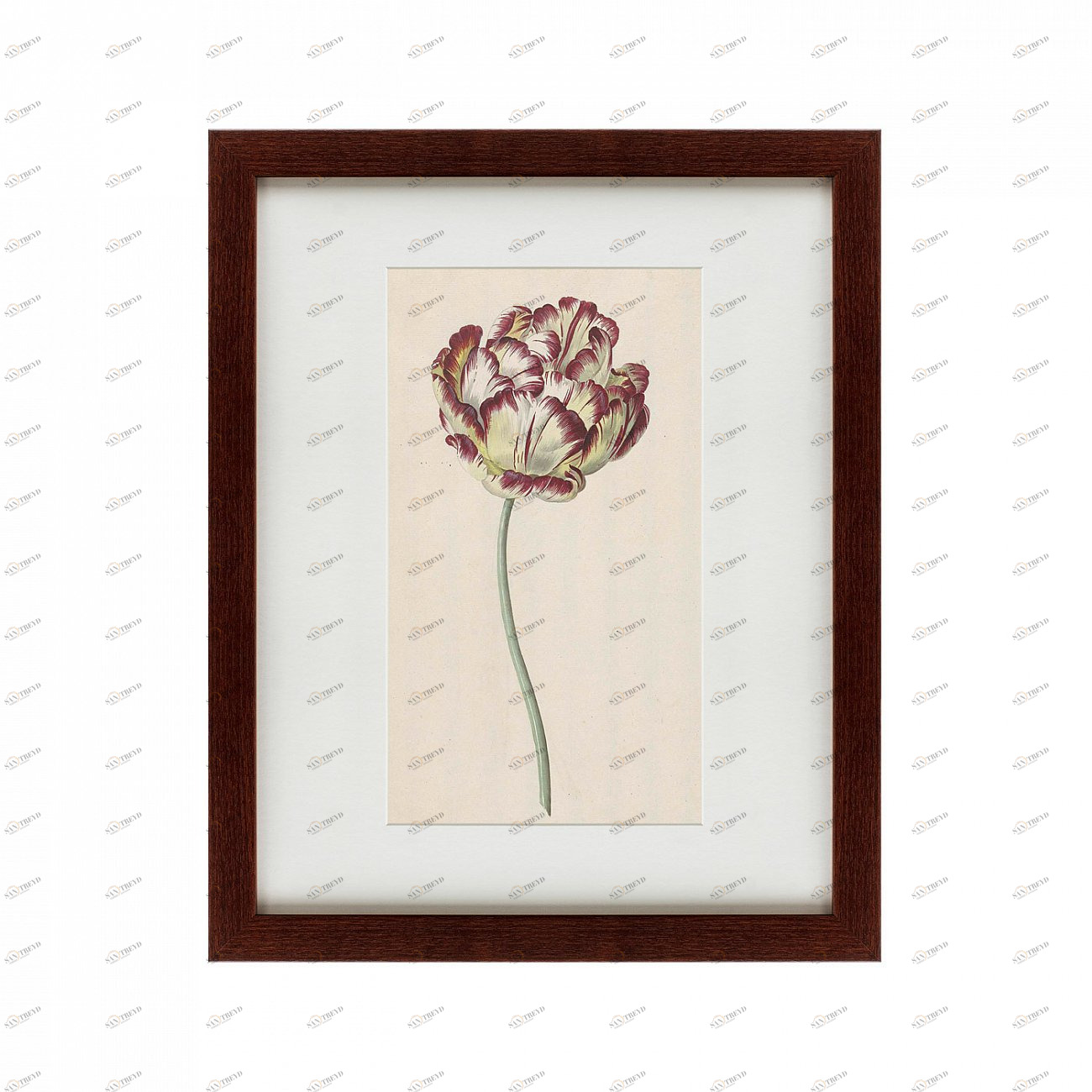 Картина: Tulp №1, 1815 КАРТИНЫ В КВАРТИРУ  135615 Разноцветный 