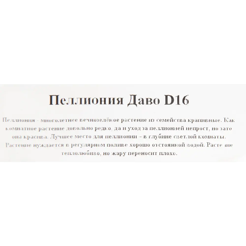 Santreyd Пеллиония Даво в кашпо - декоративное растение с бело-зелеными листьями 82649984 STLM-0032834 - Вид №2