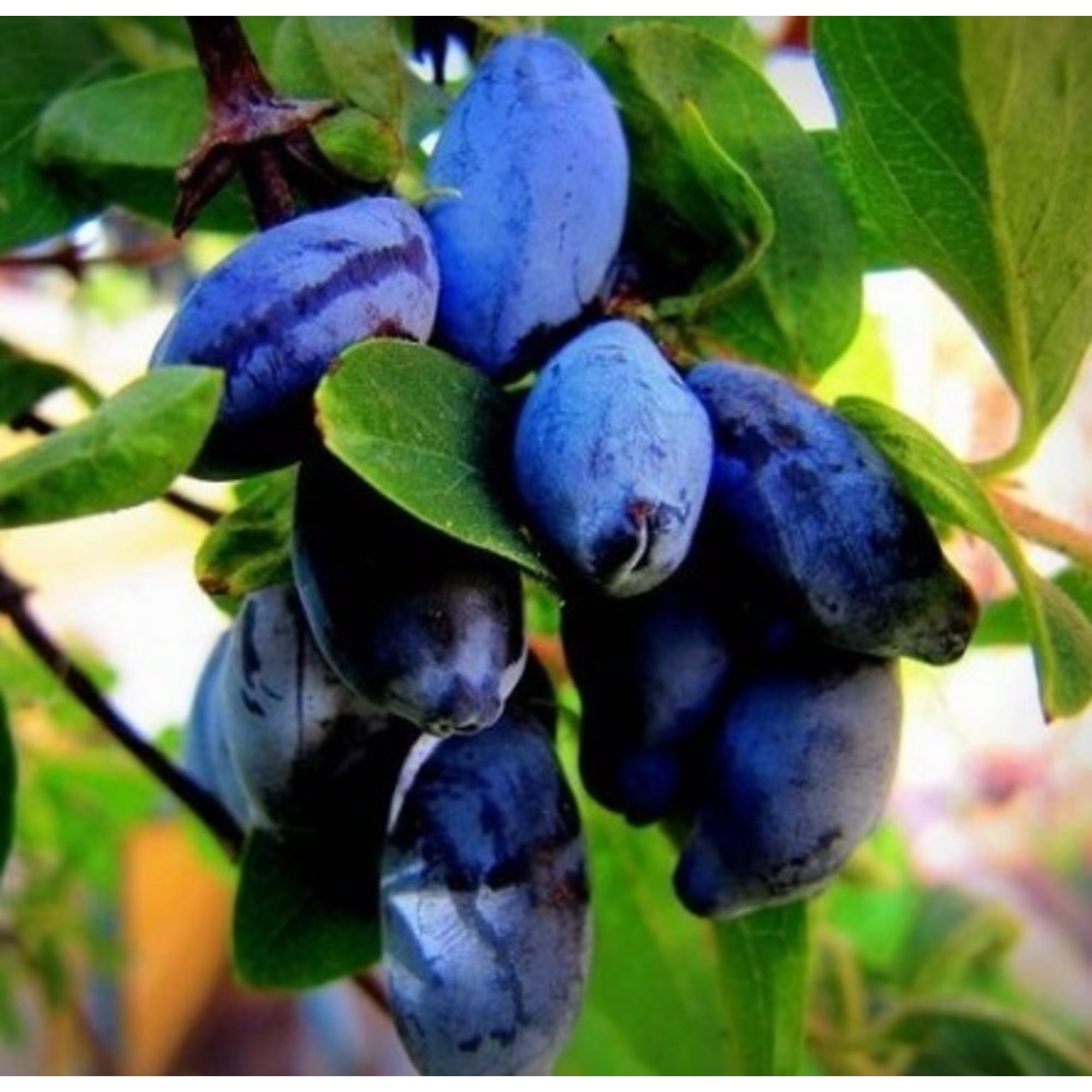 82597077 Жимолость плодовая «Бакчарский великан» C3 высота 50 см Santreyd 