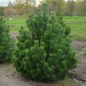 Сосна горная Мугус ø22 h25 - 30 см 87691143 STLM-2074479