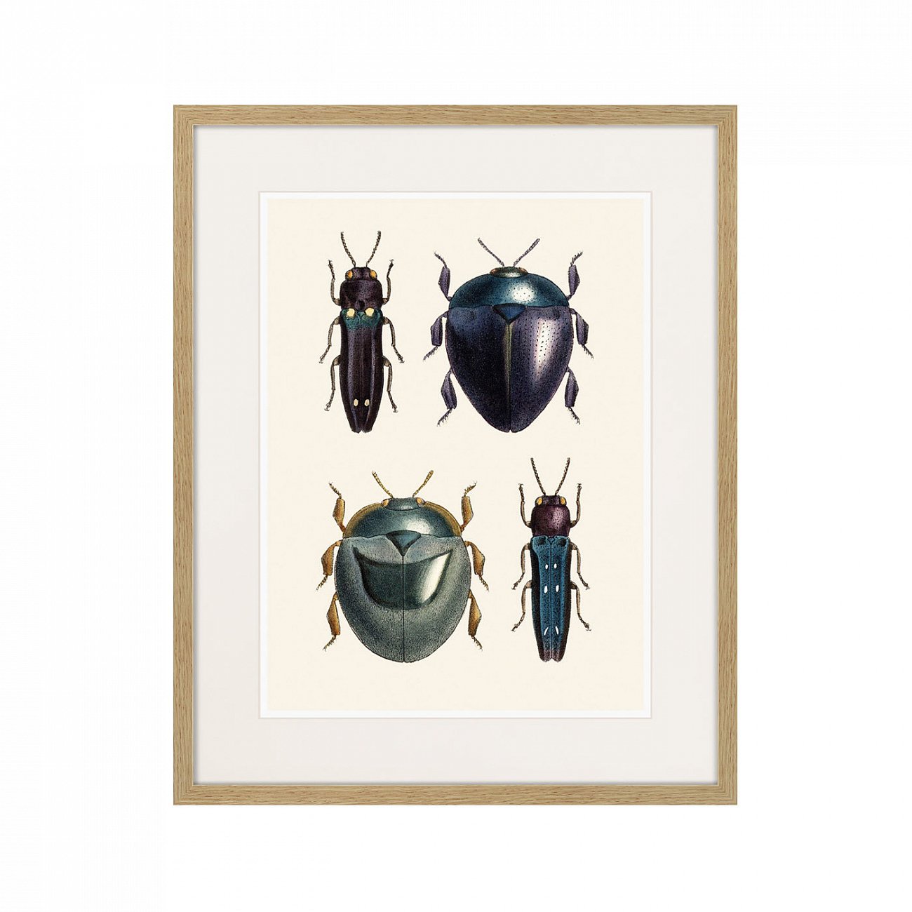 Картина в раме 52х42 см Assorted Beetles №1, 1735г. КАРТИНЫ В КВАРТИРУ  264411 Бежевый;черный  - Вид №1