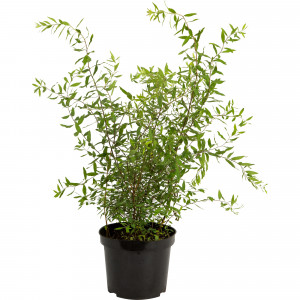 18468699 Спирея серая «Грефшейм», С3/60-80 см