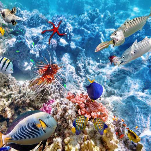 WP00711 Фотообои Verol Фотообои decoline 1х1 м