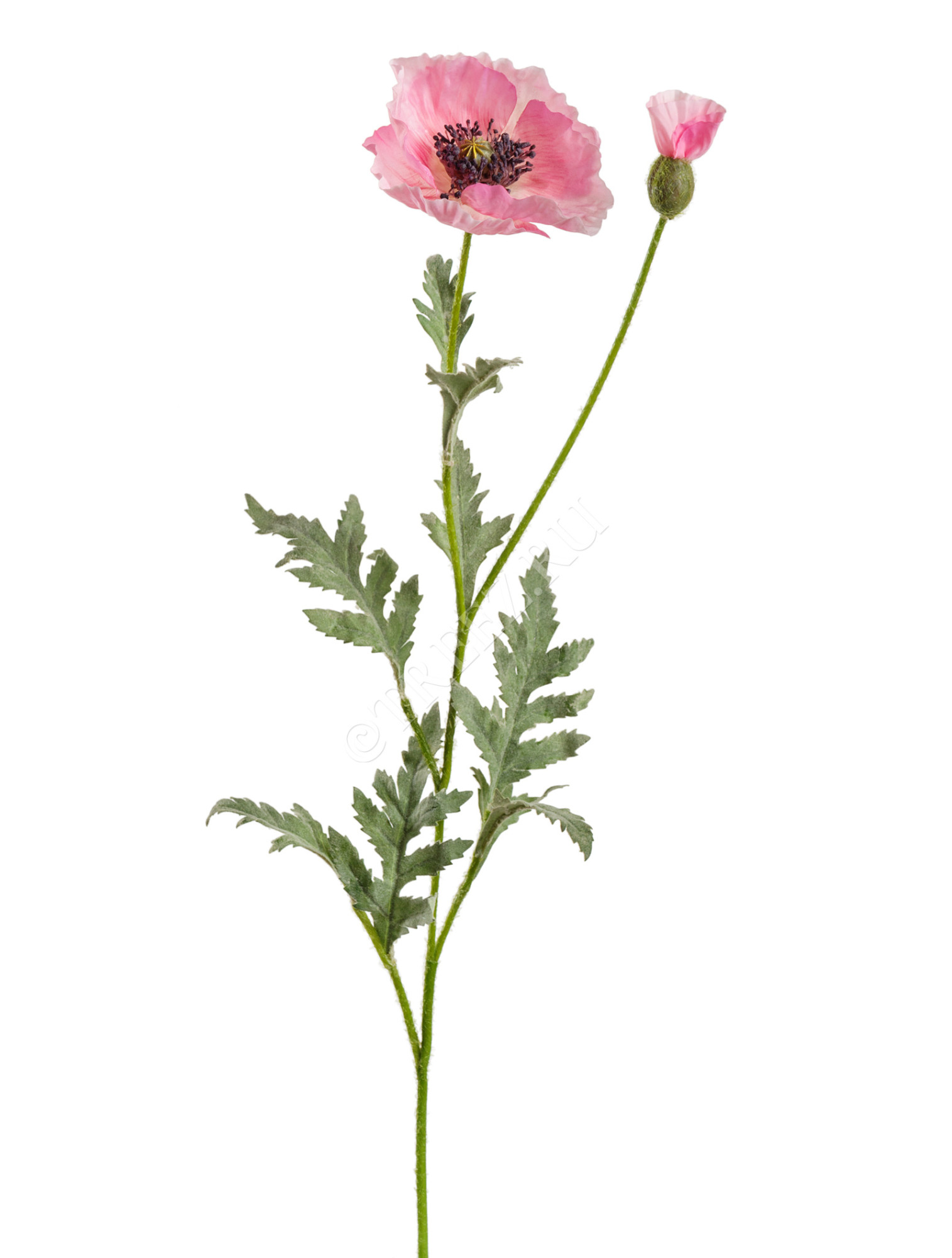 30.03110115PK Мак восточный розовый Цветочная коллекция 