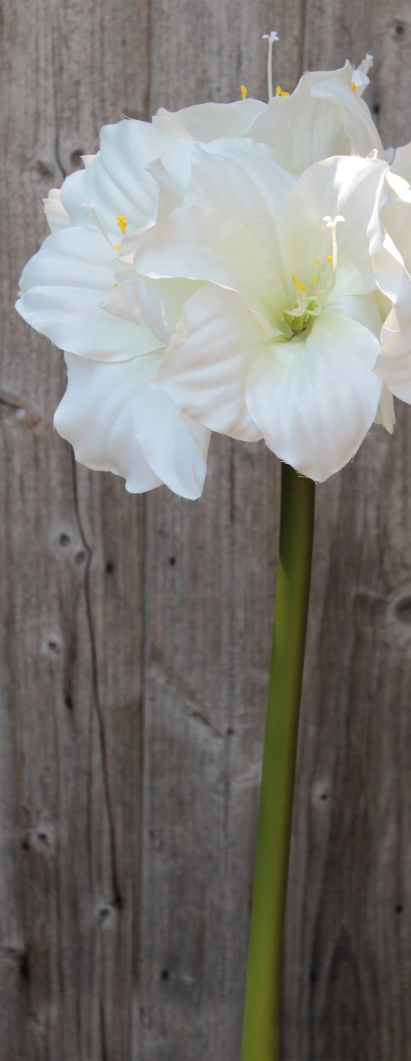 2445 777 a3 Амариллис шелковый, 71 см, белый H-andreas  - Вид №4