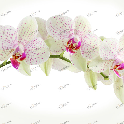 C1-394 Фотообои DIVINO Collection C 2.7х3 м C1394