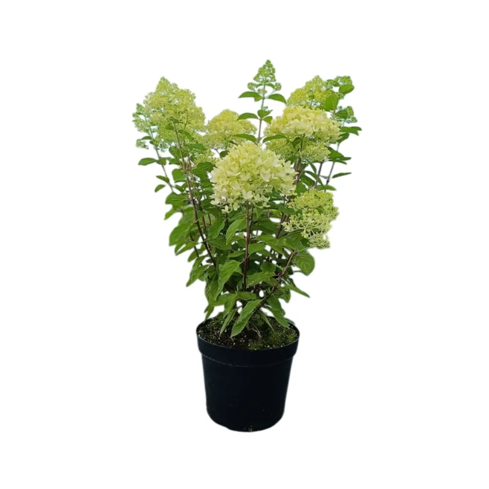 Гортензия метельчатая Мэджикал Кэндл ø32 h80 - 100 см Santreyd STLM-2128048