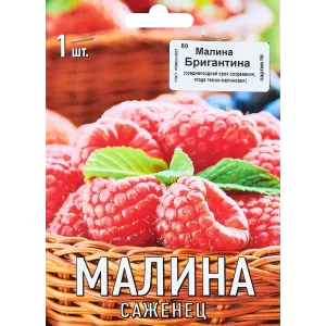 89353441 Малина Бригантина капер h10 см STLM-0966756