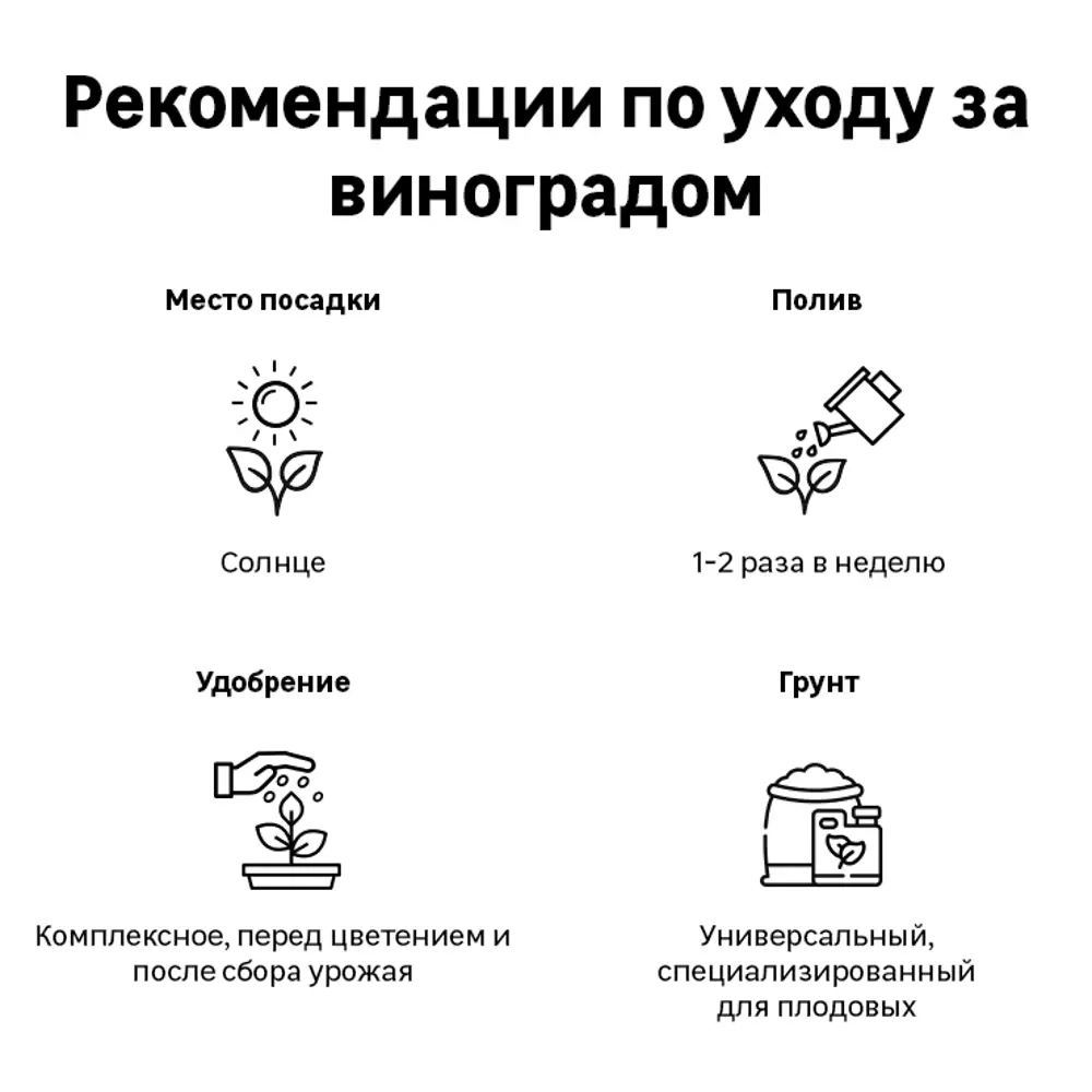 Виноград «Супер Экстра» C2 высота 60-80 см 82557795 STLM-2146726 ВСЕ В САД  - Вид №1