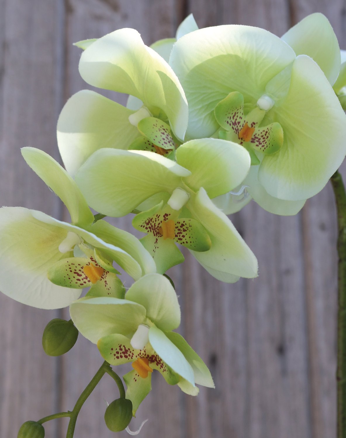 2799 788 a3 Искусственная орхидея Phalaenopsis, 86 см, бежево-зеленая H-andreas 