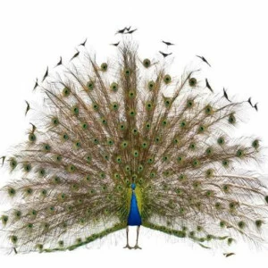 WP01534 Фотообои Verol Фотообои decoline 1х1 м