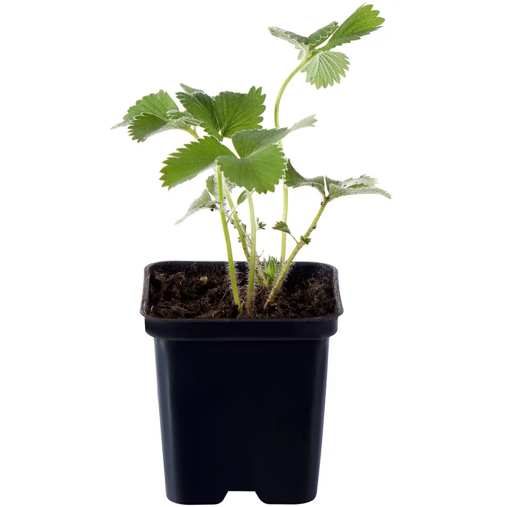 Santreyd - Рассада земляники традиционной коллекции сортов 17902668 STLM-0008979