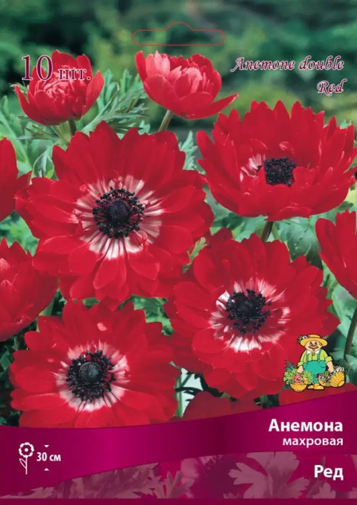 83593863 Анемона махровая Ред луковица 5/6 STLM-0965463
