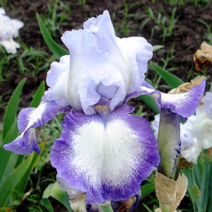 85324909 Ирис бородатый Бандера Волтц ø17 h30 см