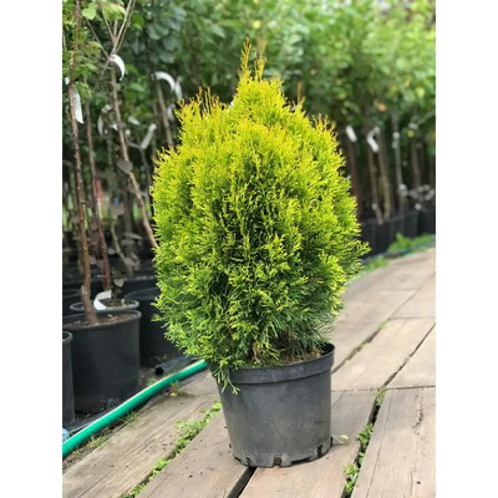 Туя Голден Смарагд Santreyd - золотисто-зеленый акцент для сада 89363485 STLM-0963657