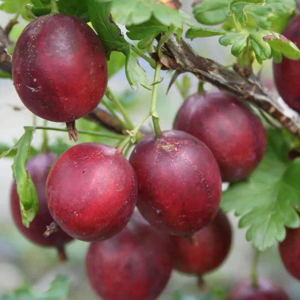 Крыжовник Северный капитан h50 см 89421397 STLM-2155168 PLANTMARKET 