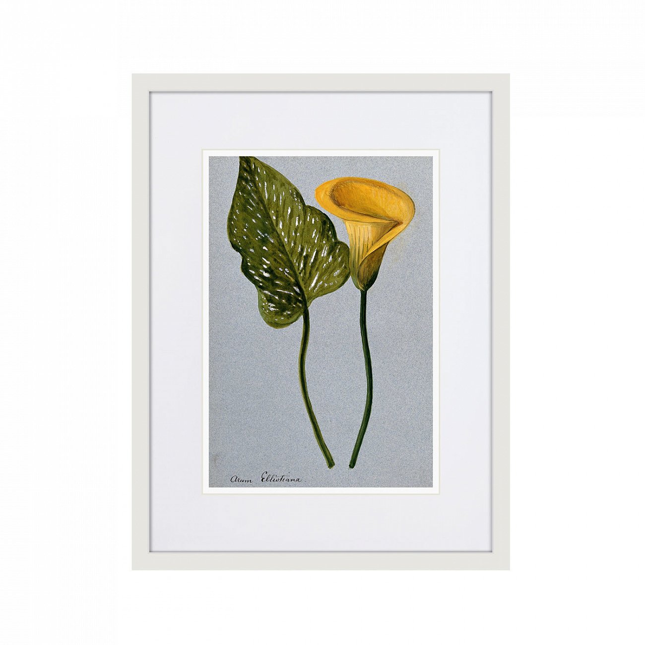 Литография на тонированной бумаге 42х32 см Yellow arum lily, 1899г. КАРТИНЫ В КВАРТИРУ  264519 Белый;коричневый;разноцветный  - Вид №1