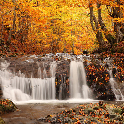 C1-095 Фотообои DIVINO Collection C 2.7х3 м C1095