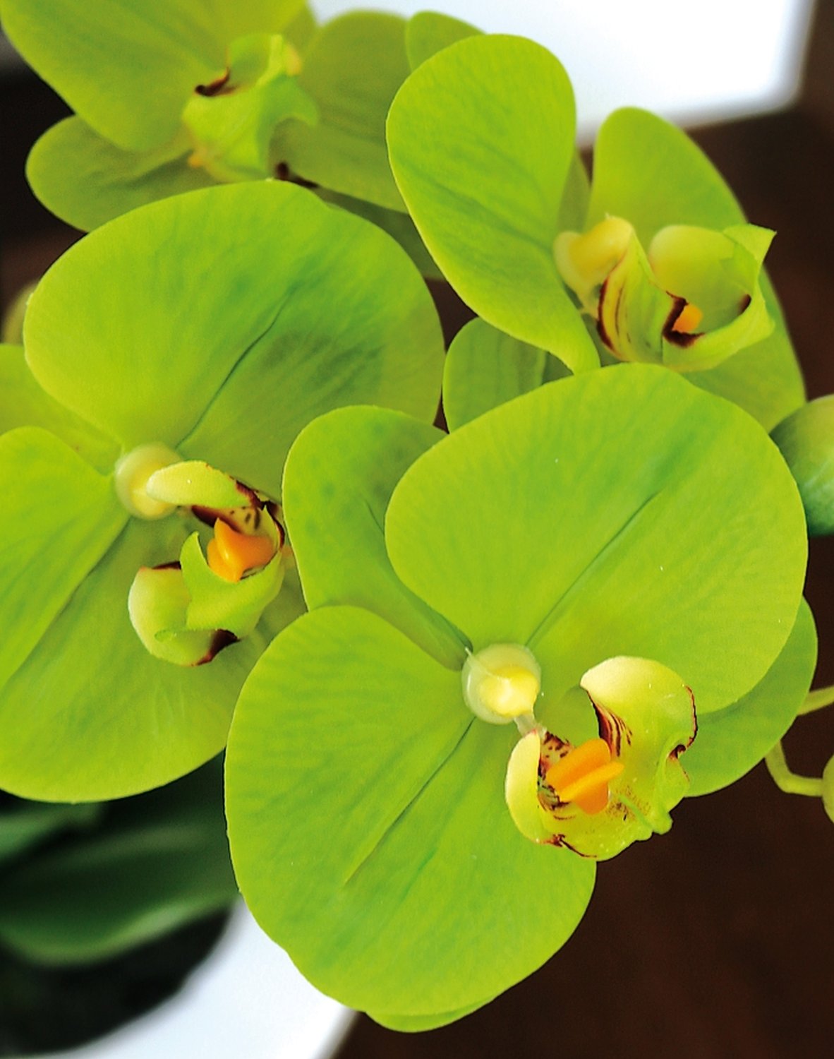 2606 883 a3 Пластиковая орхидея Phalaenopsis, горшечная, 55 см, real touch soft, зеленая H-andreas  - Вид №1